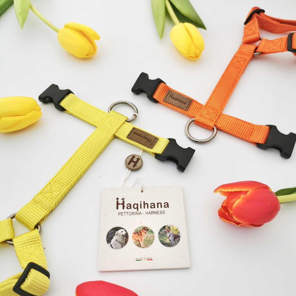 Haqihana Yellow Harness - Vanillapup Online Pet Store