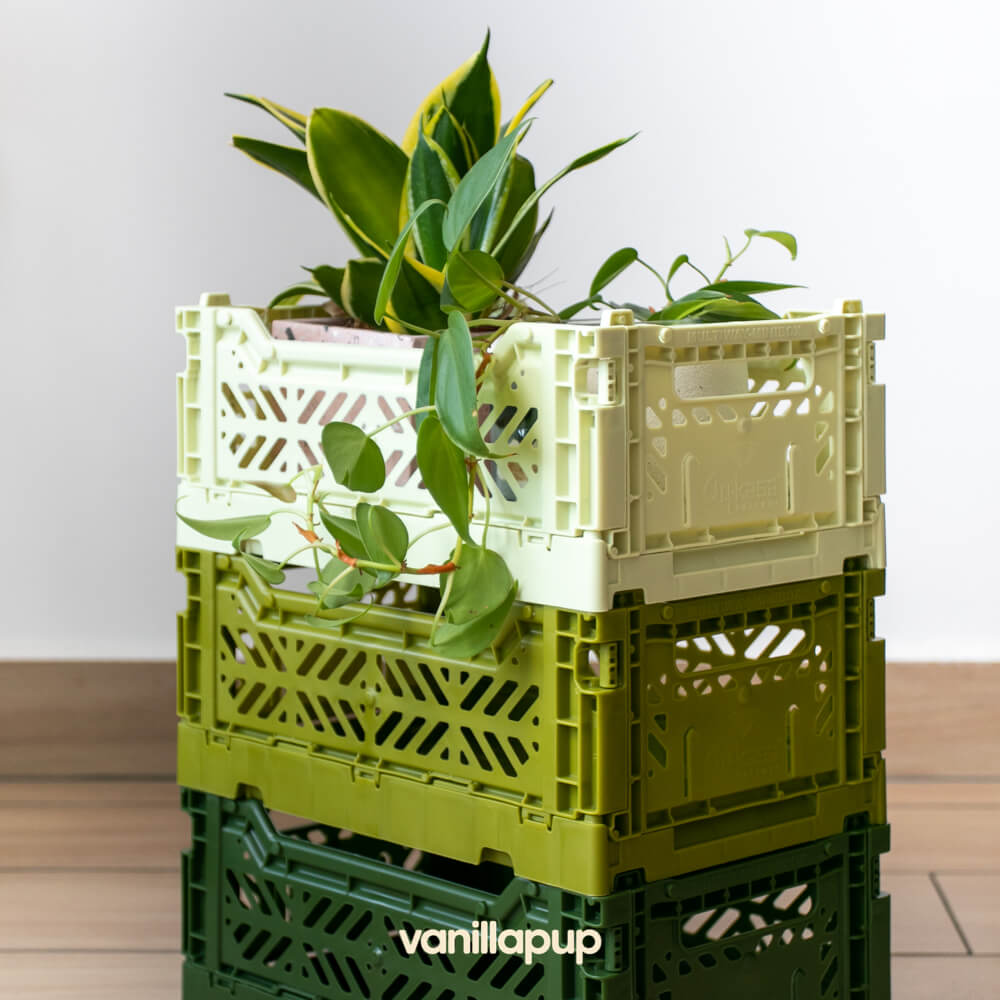 Aykasa Minibox Crate | Melon - Vanillapup Online Pet Store