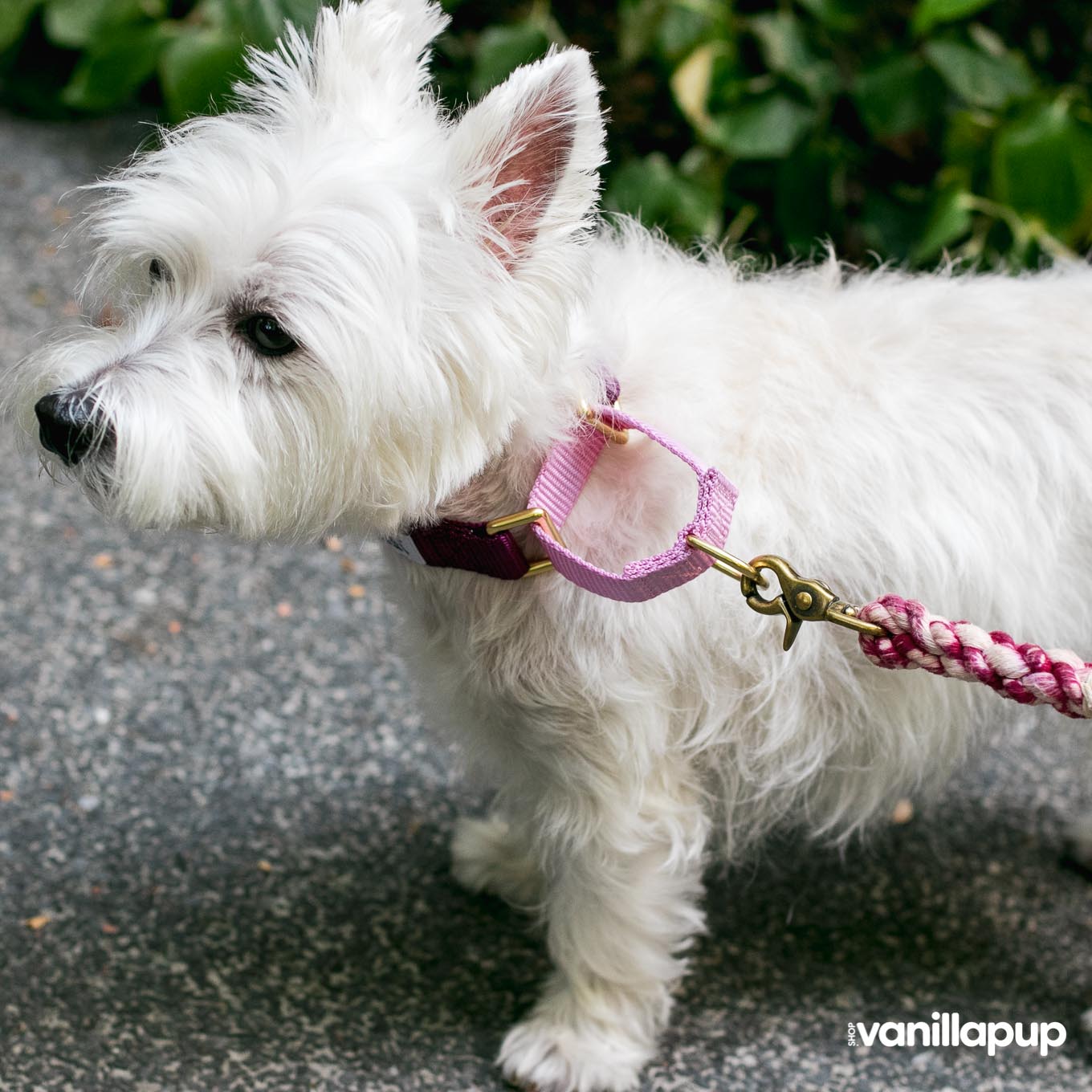 Dog + Bone Martingale Collar | Purple & Orchid - Vanillapup Online Pet Store