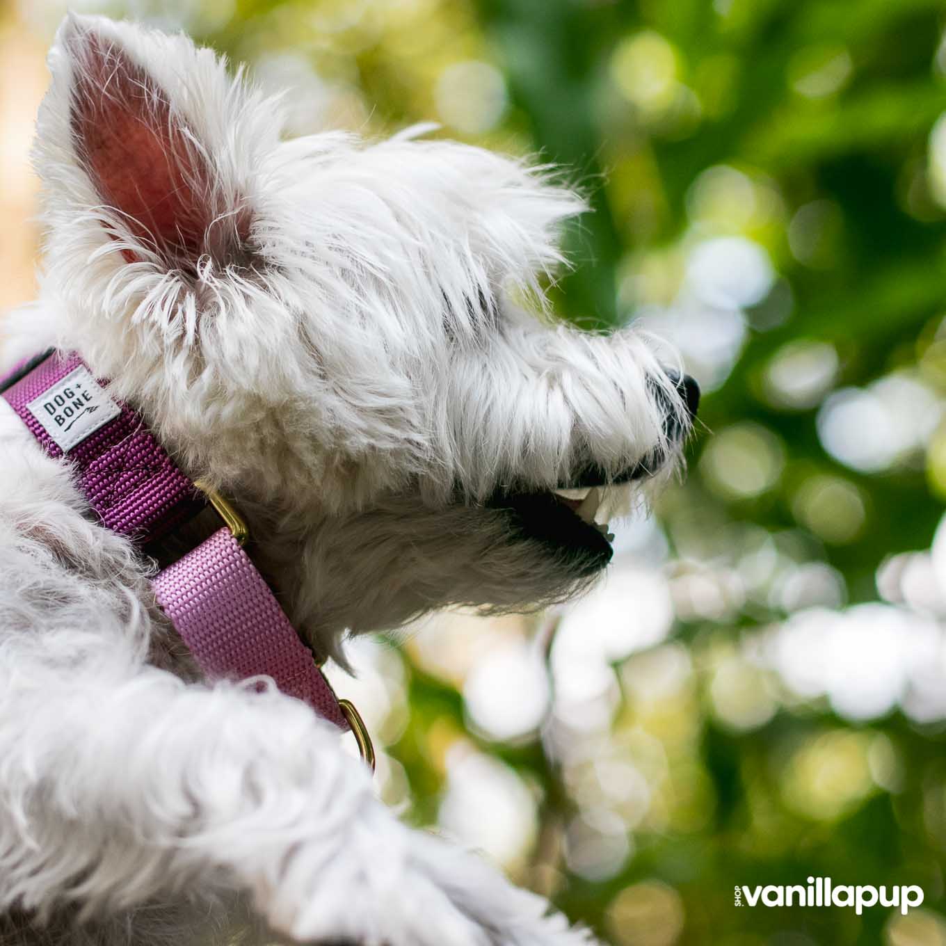 Dog + Bone Martingale Collar | Purple & Orchid - Vanillapup Online Pet Store