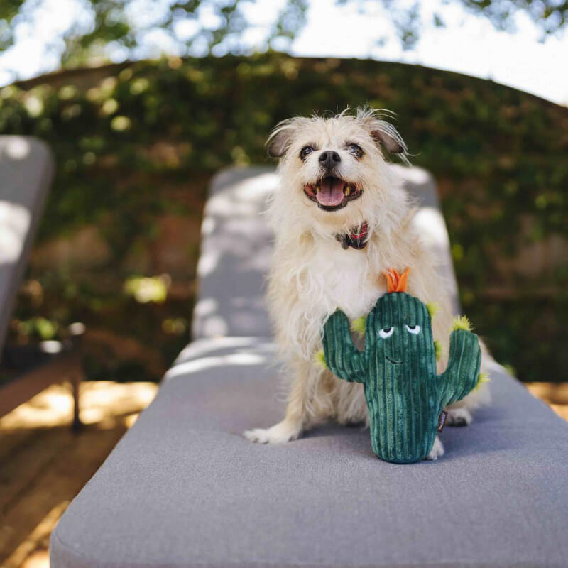 PLAY Blooming Buddies Cactus Plush Toy - Vanillapup Online Pet Store