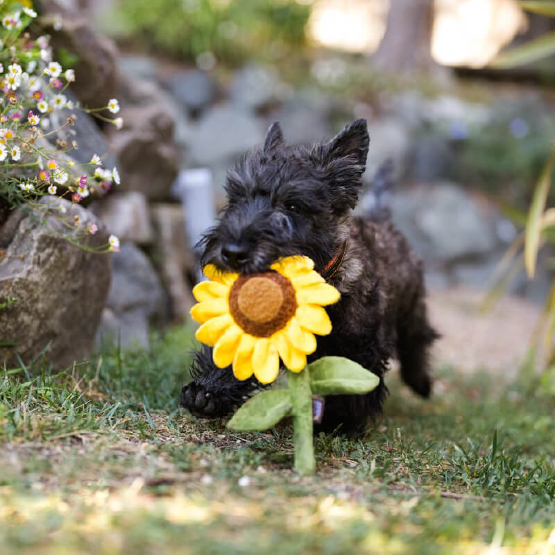 PLAY Blooming Buddies Sunflower Plush Toy - Vanillapup Online Pet Store