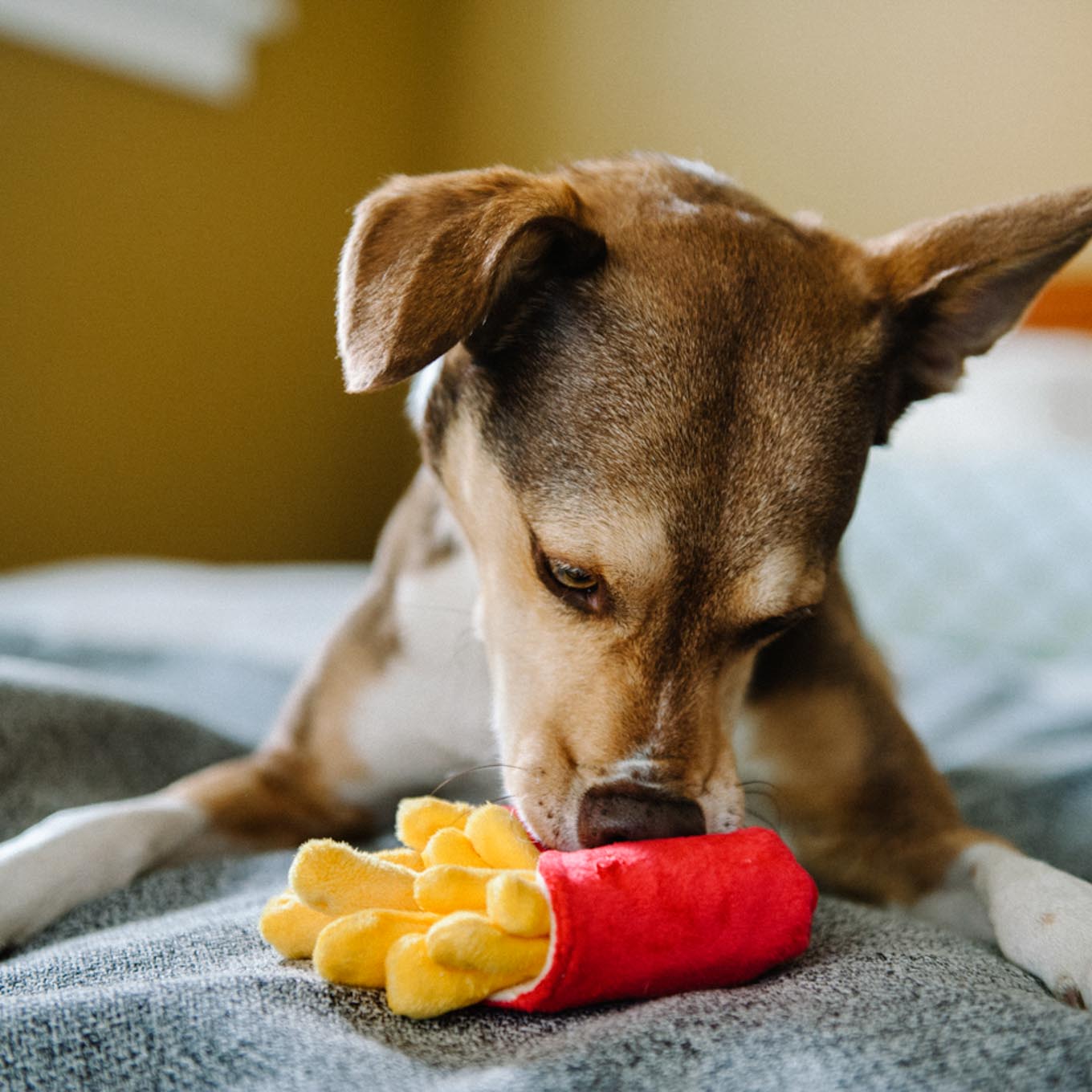 American classic hotsell dog toy