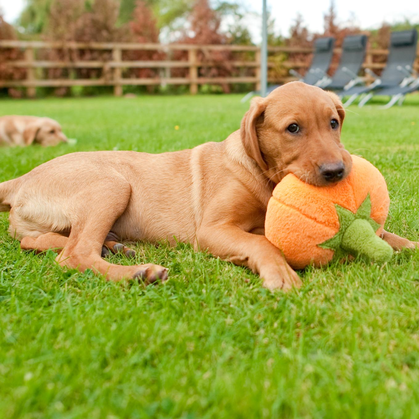 PLAY Garden Fresh Pumpkin Plush Toy - Vanillapup Online Pet Store