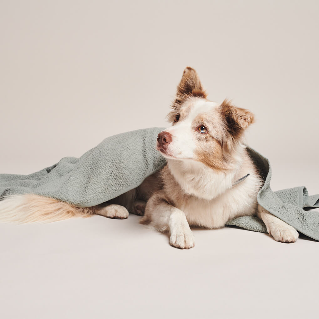 Pawness Honeycomb Organic Cotton Blanket | Grey - Vanillapup Online Pet Store