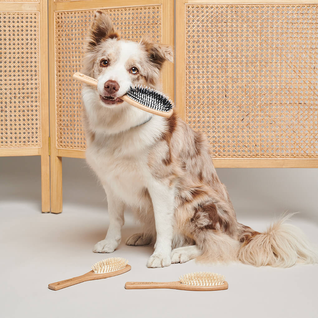 Pawness Wooden Brush | Long & Fine Hair - Vanillapup Online Pet Store