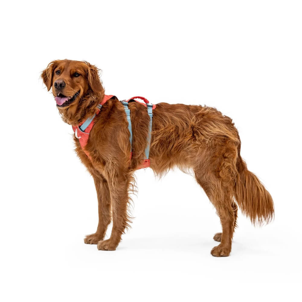 No jump 2024 dog harness