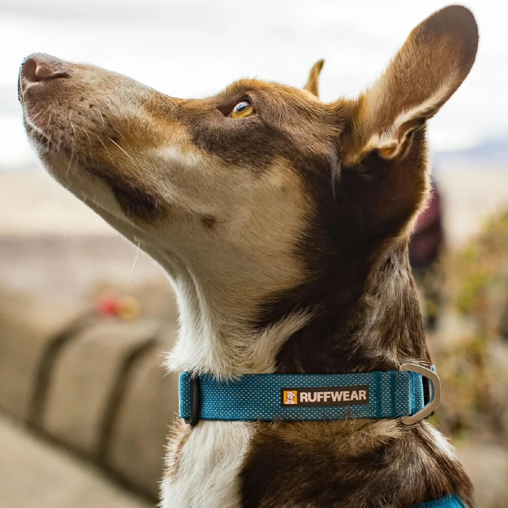 Ruffwear Hi & Light™ Lightweight Minimal Dog Collar - Vanillapup Online Pet Store