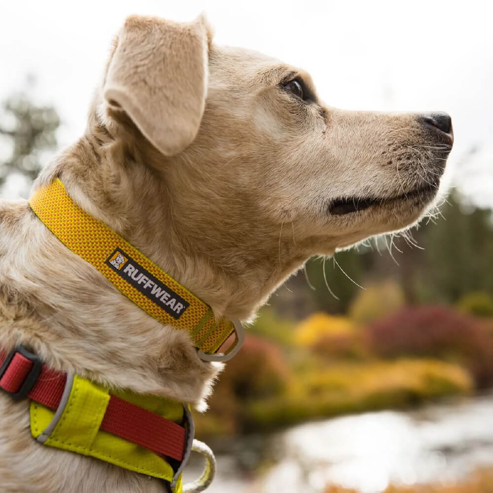 Minimal dog clearance collar