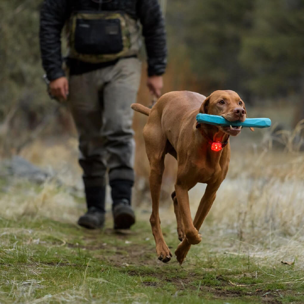 Ruffwear The Beacon Waterproof LED Safety Collar Light