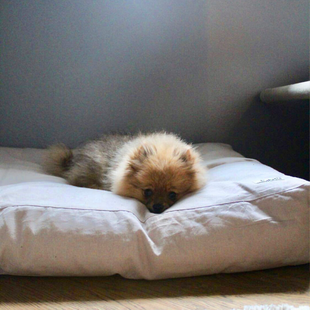 tadazhi Soft Pillow Bed | Sand - Vanillapup Online Pet Store