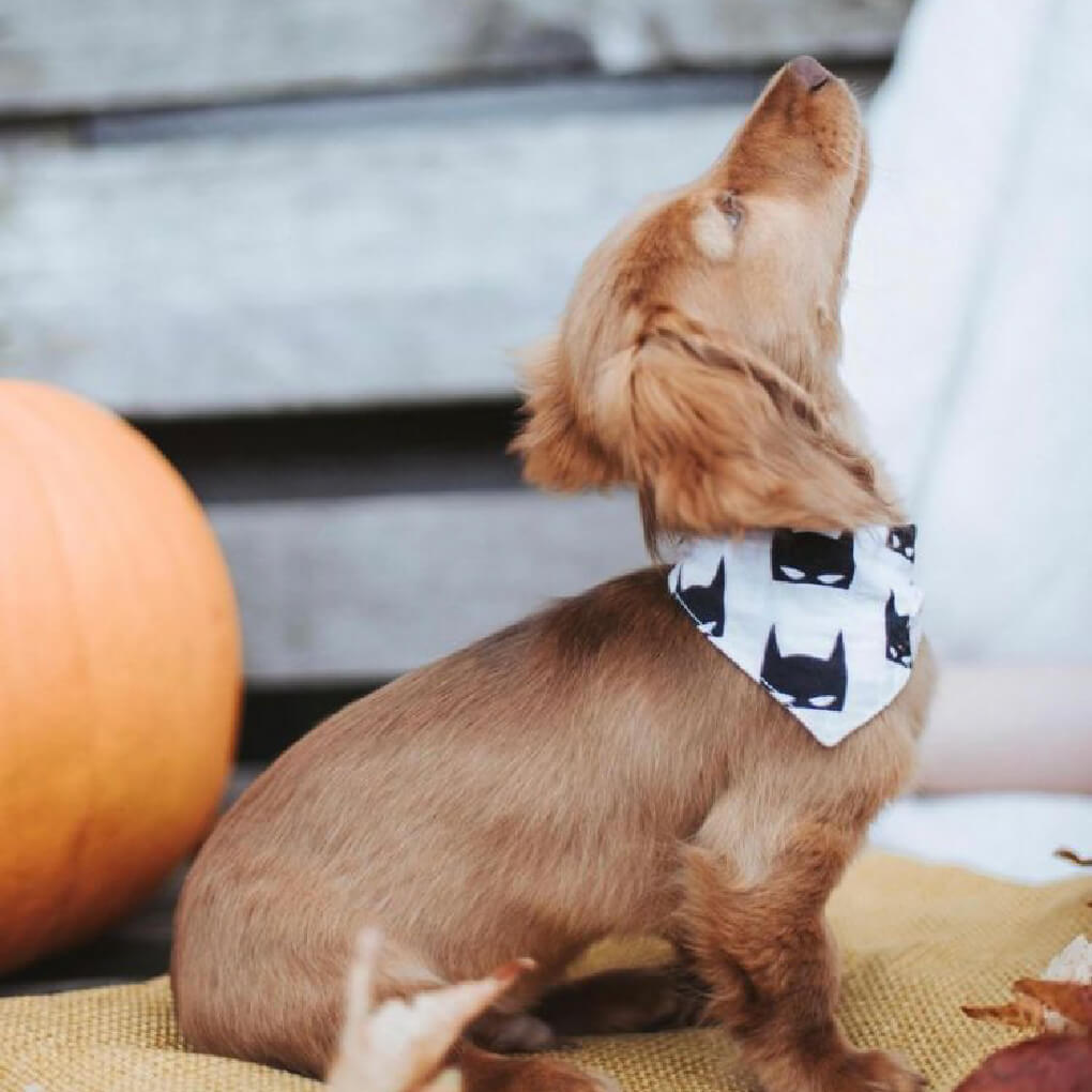 Batman deals dog bandana