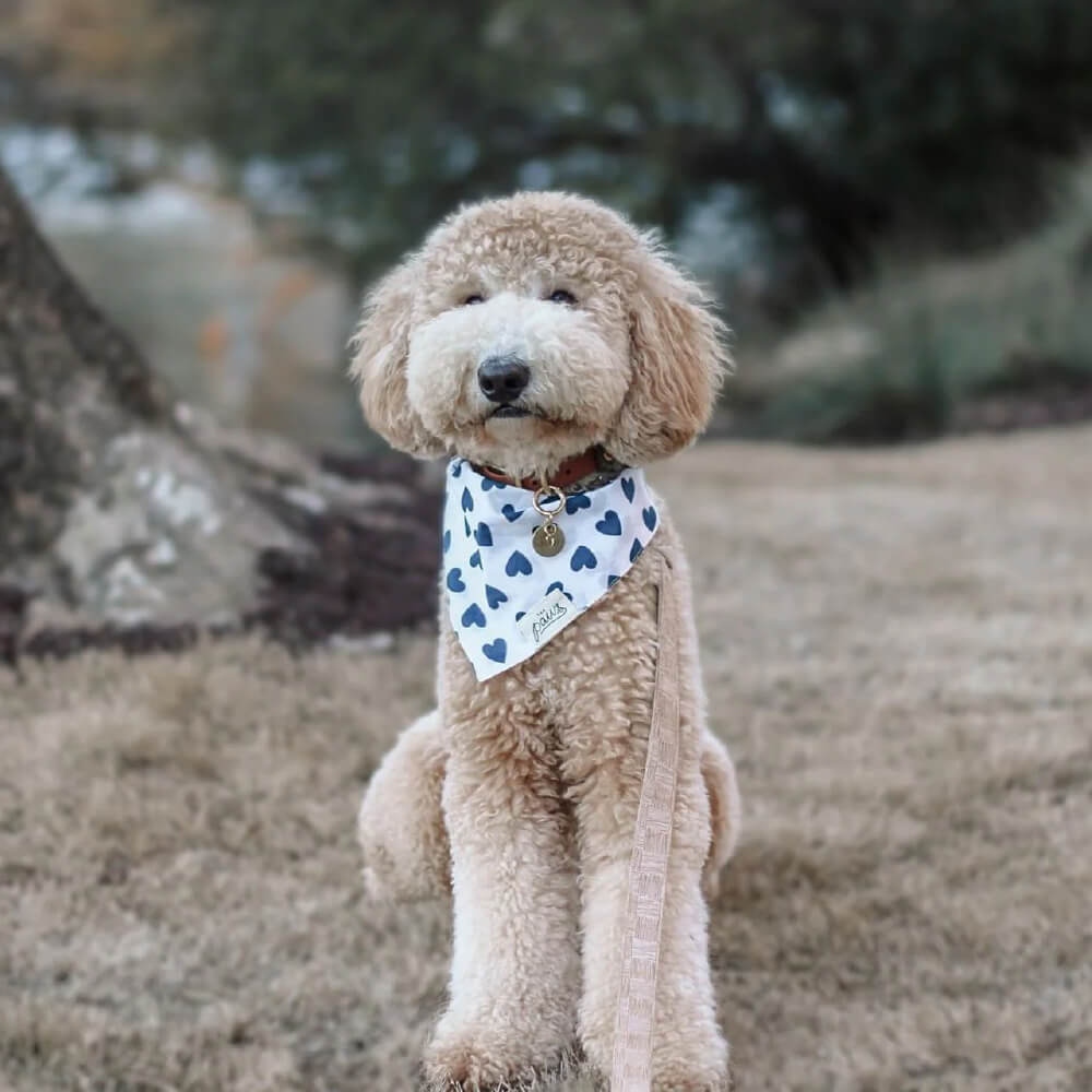 The paws sale bandana