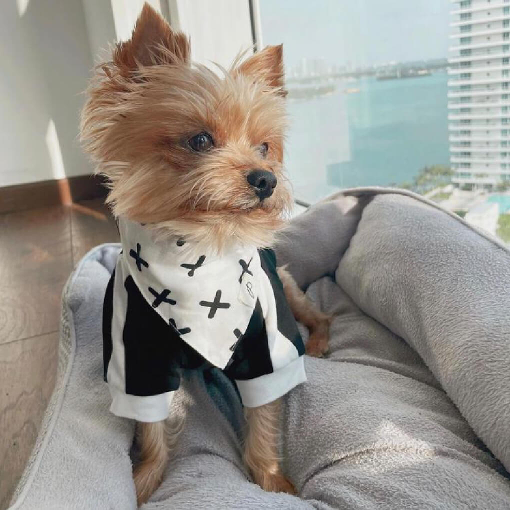The Paws Bandana | Everyday - Vanillapup Online Pet Store