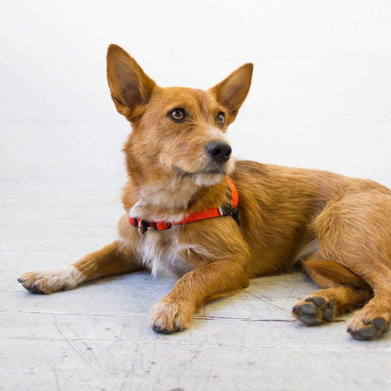 Wildebeest Linden No Pull Harness | Orange - Vanillapup Online Pet Store