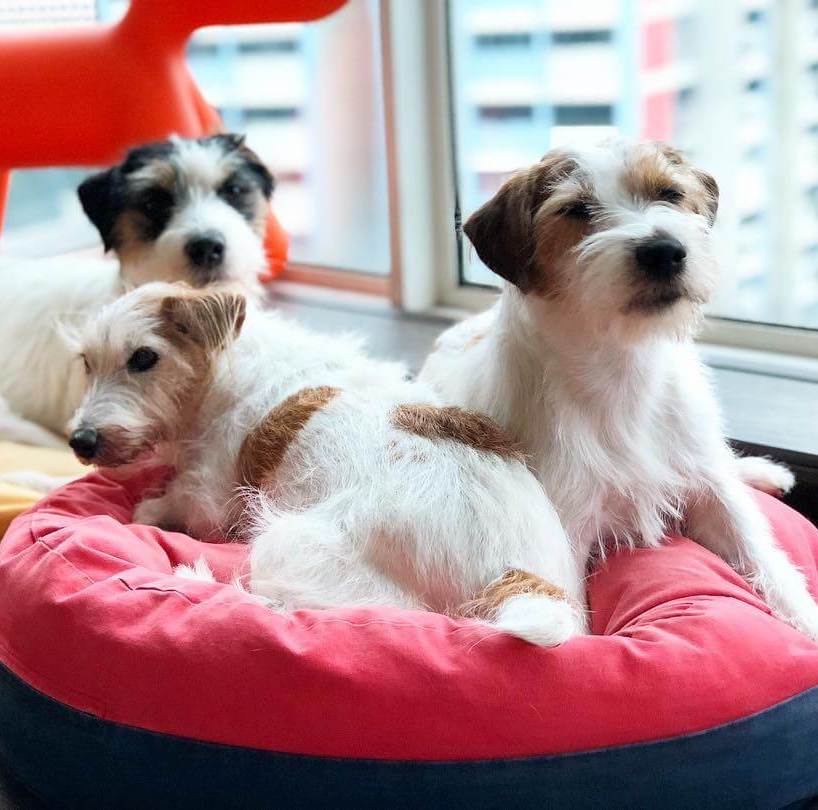 Betters Super Comfy Fleepy Bed - Vanillapup Online Pet Store