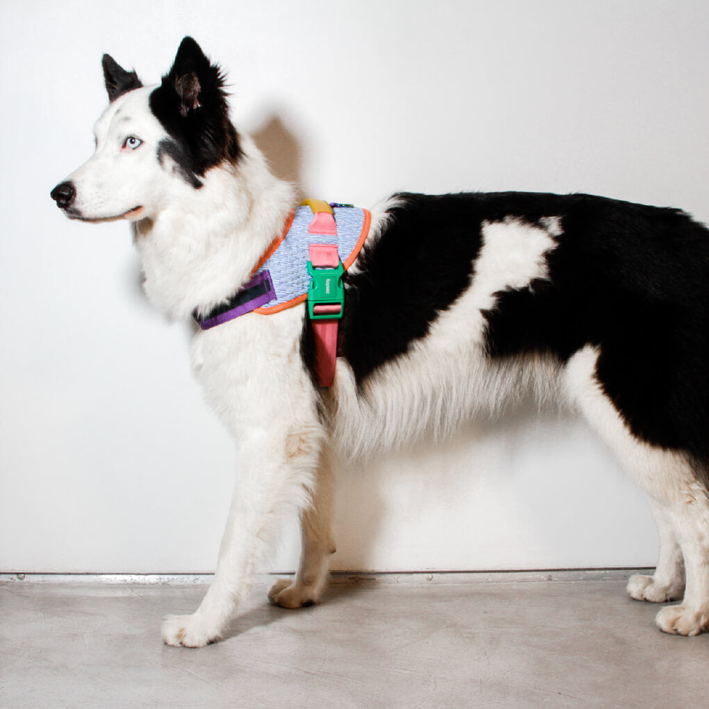 Zee.Dog Fly Harness | Galaxy - Vanillapup Online Pet Store