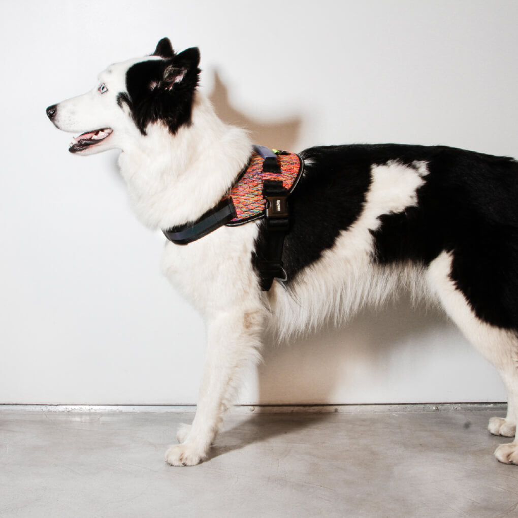 Zee.Dog Fly Harness | Vortex - Vanillapup Online Pet Store