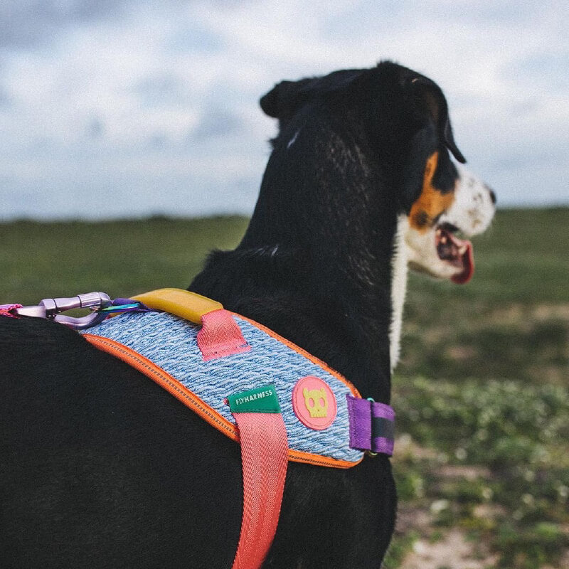 Zee.Dog Fly Harness | Galaxy - Vanillapup Online Pet Store
