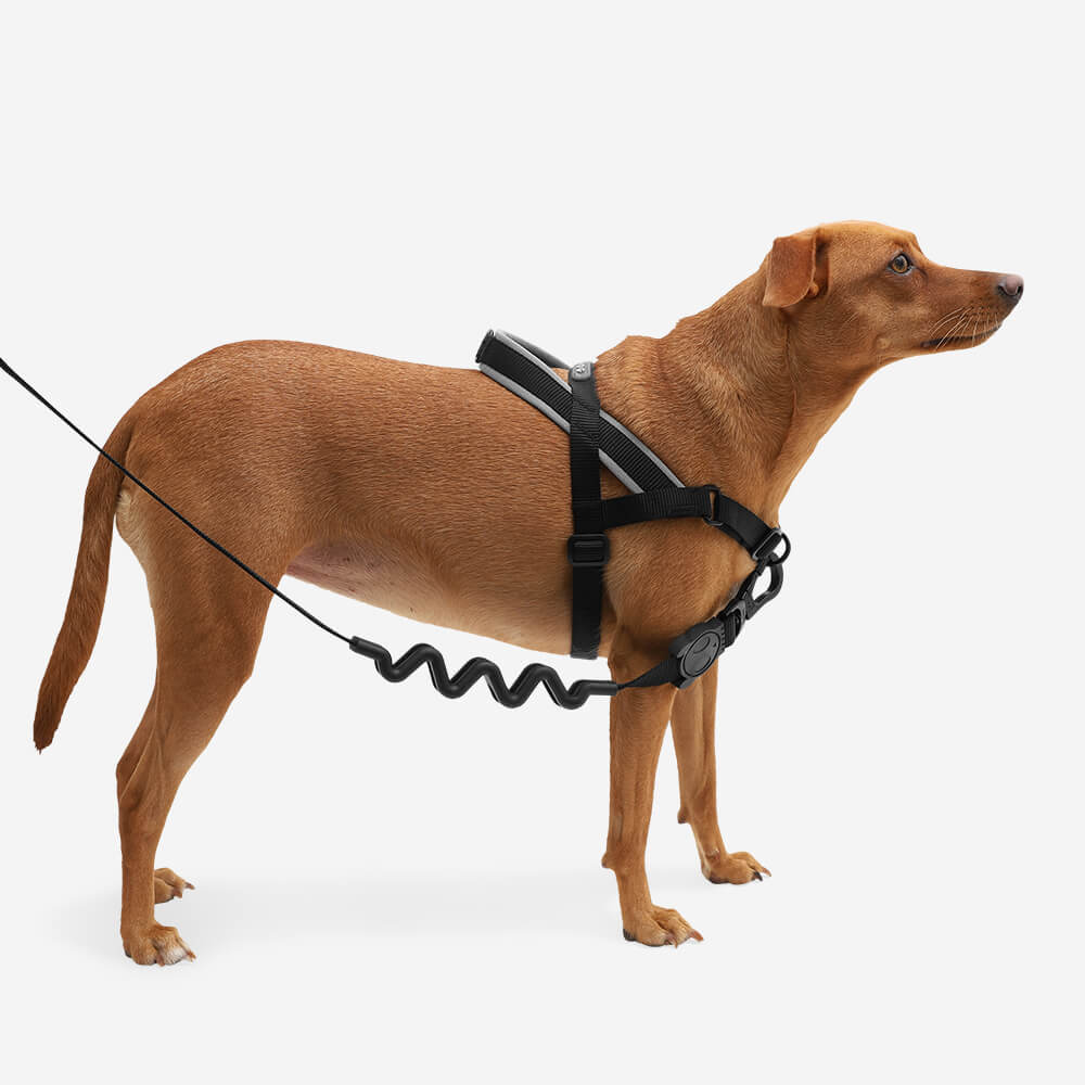 Zee Dog Softer Walk Harness | Gotham