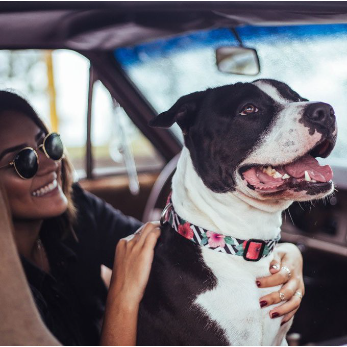 Zee.Dog Collar | Mahalo - Vanillapup Online Pet Store