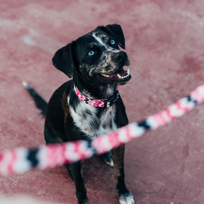 Zee.Dog Collar | Maui (L) - Vanillapup Online Pet Store