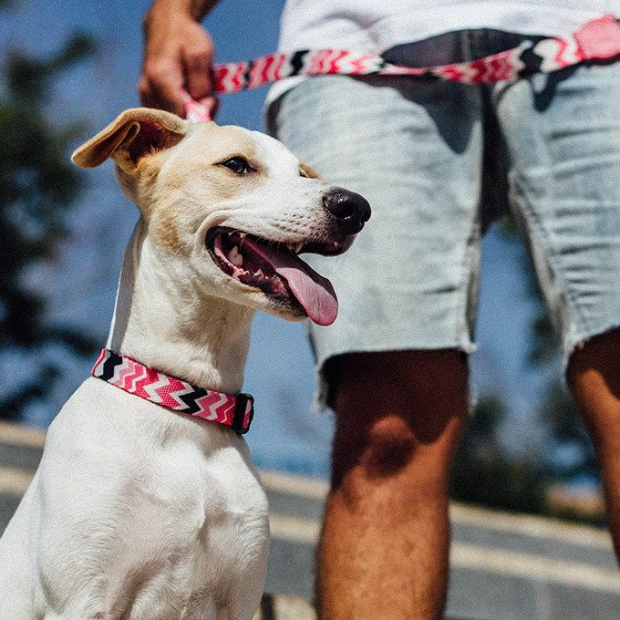 Zee.Dog Collar | Maui (L) - Vanillapup Online Pet Store