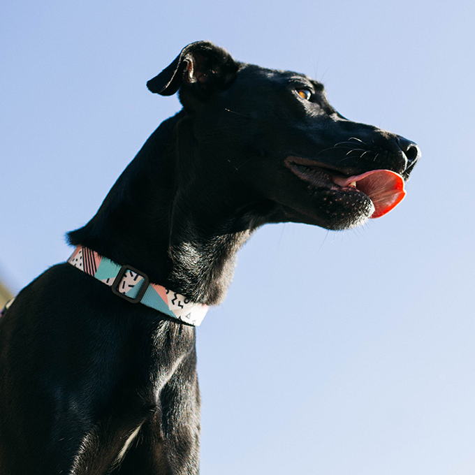 Zee.Dog Collar | Memphis(M) - Vanillapup Online Pet Store