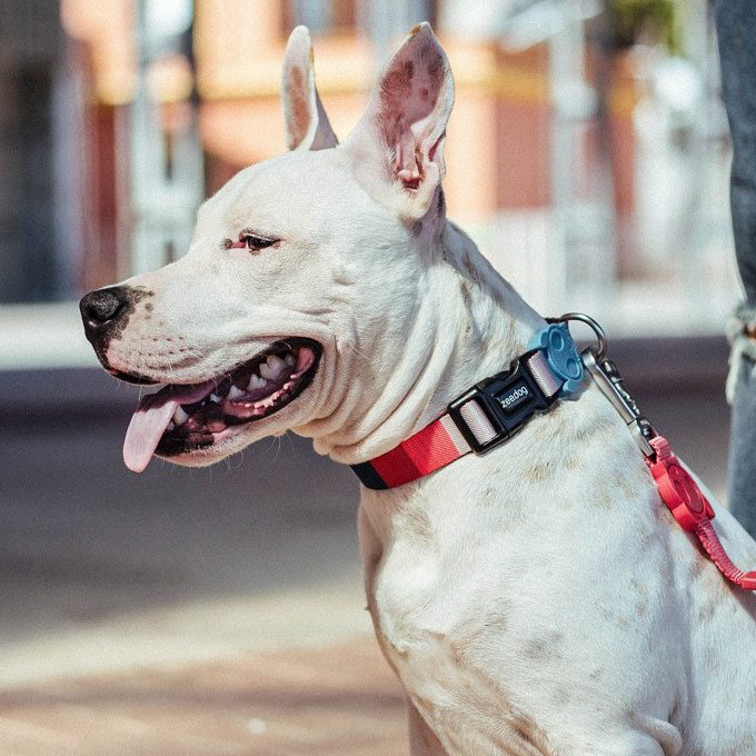 Zee.Dog Collar | Oregon (L) - Vanillapup Online Pet Store