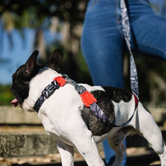 Zee.Dog Collar | Paisley (M, L) - Vanillapup Online Pet Store