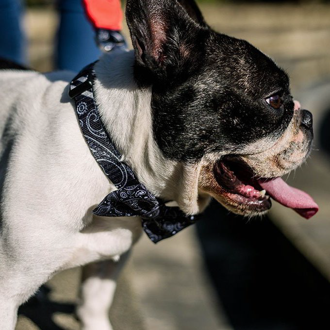 Zee.Dog Collar | Paisley (M, L) - Vanillapup Online Pet Store