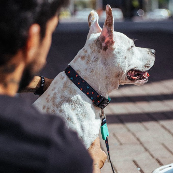 Zee.Dog Collar | Triangles (L) - Vanillapup Online Pet Store