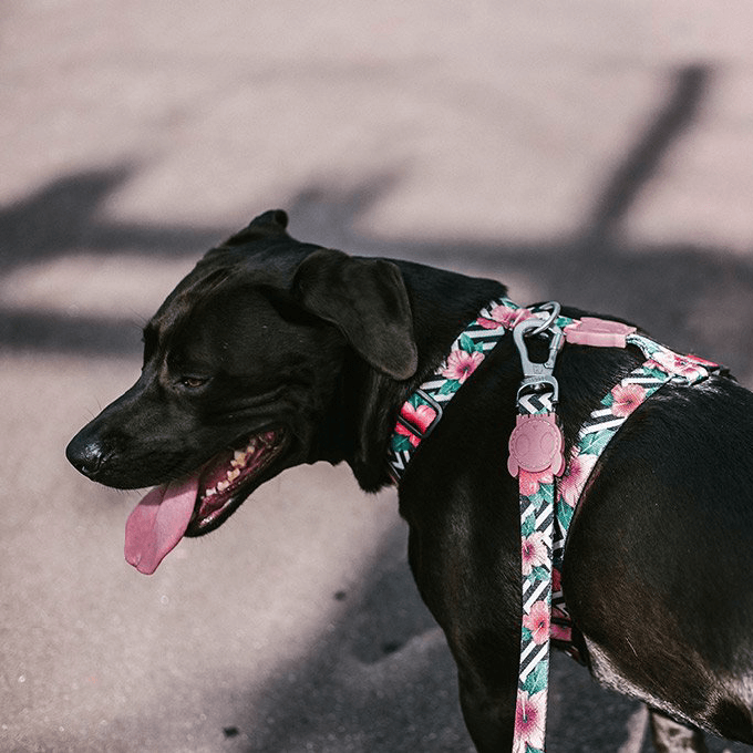Zee.Dog H-Harness | Mahalo - Vanillapup Online Pet Store