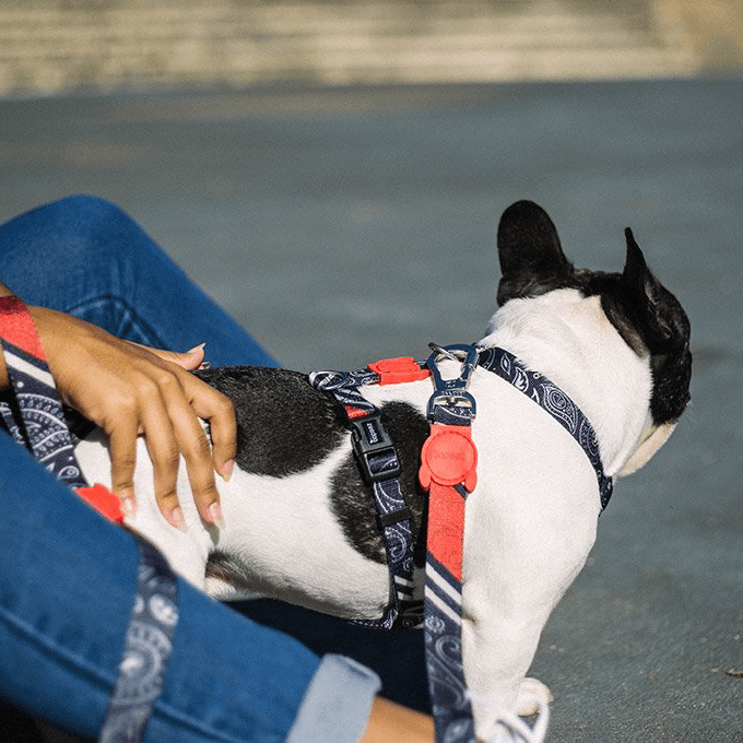 Zee.Dog H-Harness | Paisley (XS, S) - Vanillapup Online Pet Store