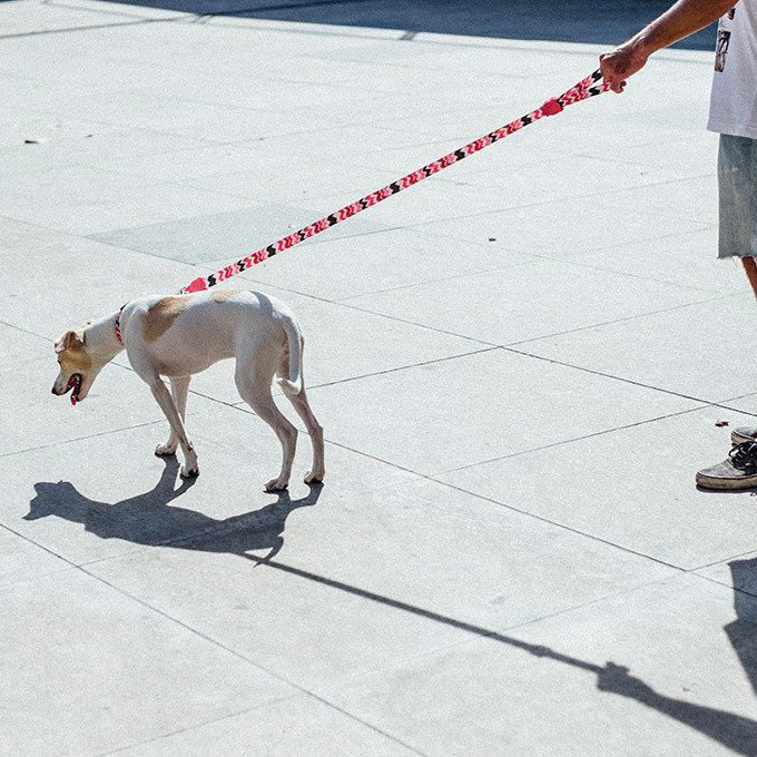 Zee.Dog Leash | Maui (XS, L) - Vanillapup Online Pet Store