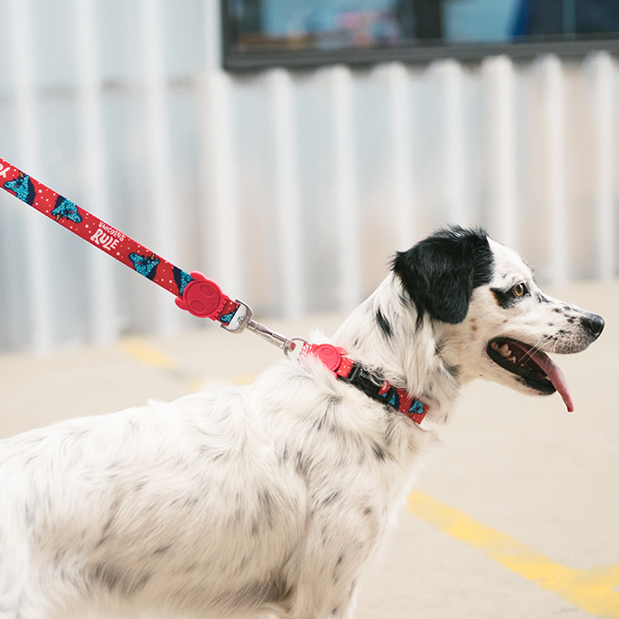 Zee.Dog Leash | Uni - Vanillapup Online Pet Store