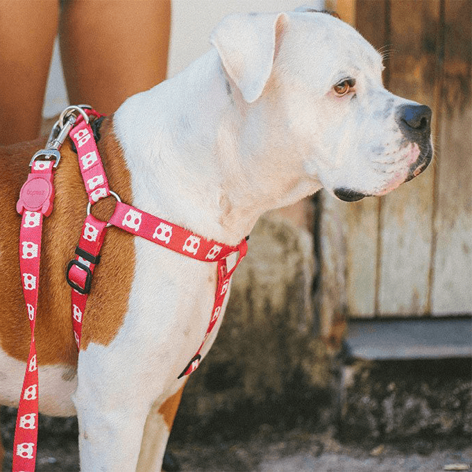 Zee.Dog Step-in Harness | Pink Skull - Vanillapup Online Pet Store
