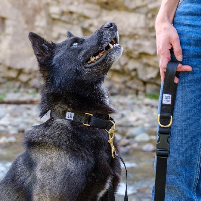 Dog + Bone Multi-way Adjustable Leash | Black - Vanillapup Online Pet Store