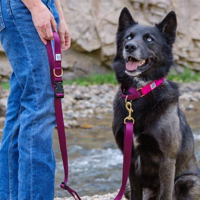 Dog + Bone Multi-way Adjustable Leash | Purple - Vanillapup Online Pet Store