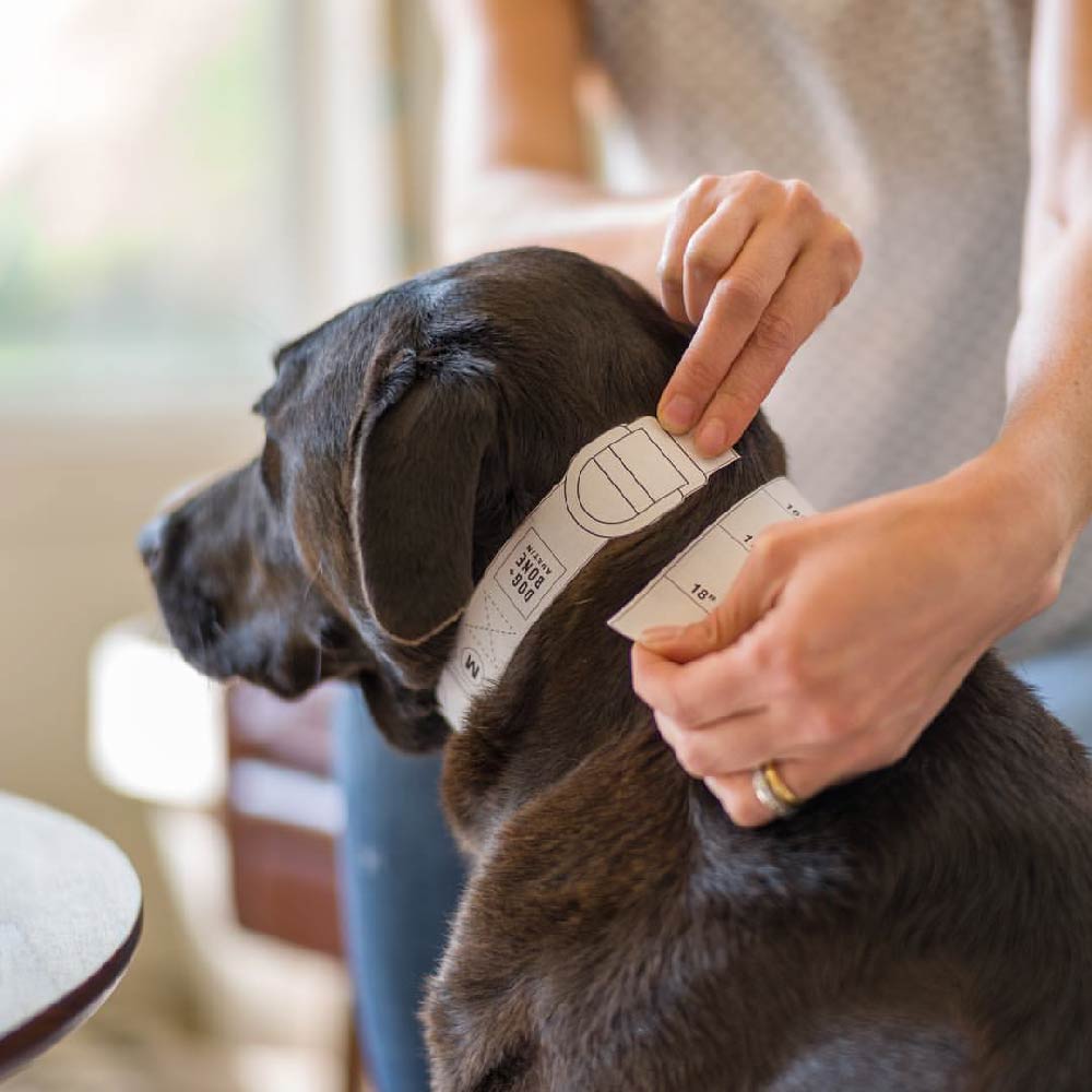 Dog + Bone Martingale Collar | Forest & Navy - Vanillapup Online Pet Store