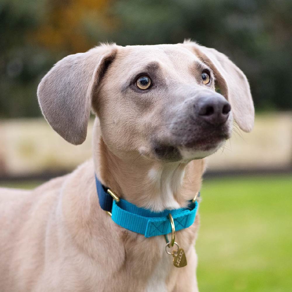 Dog + Bone Martingale Collar | Forest & Navy - Vanillapup Online Pet Store