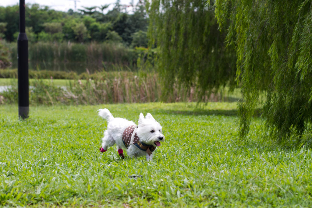Dog-friendly Seng Kang Riverside Park | Vanillapup