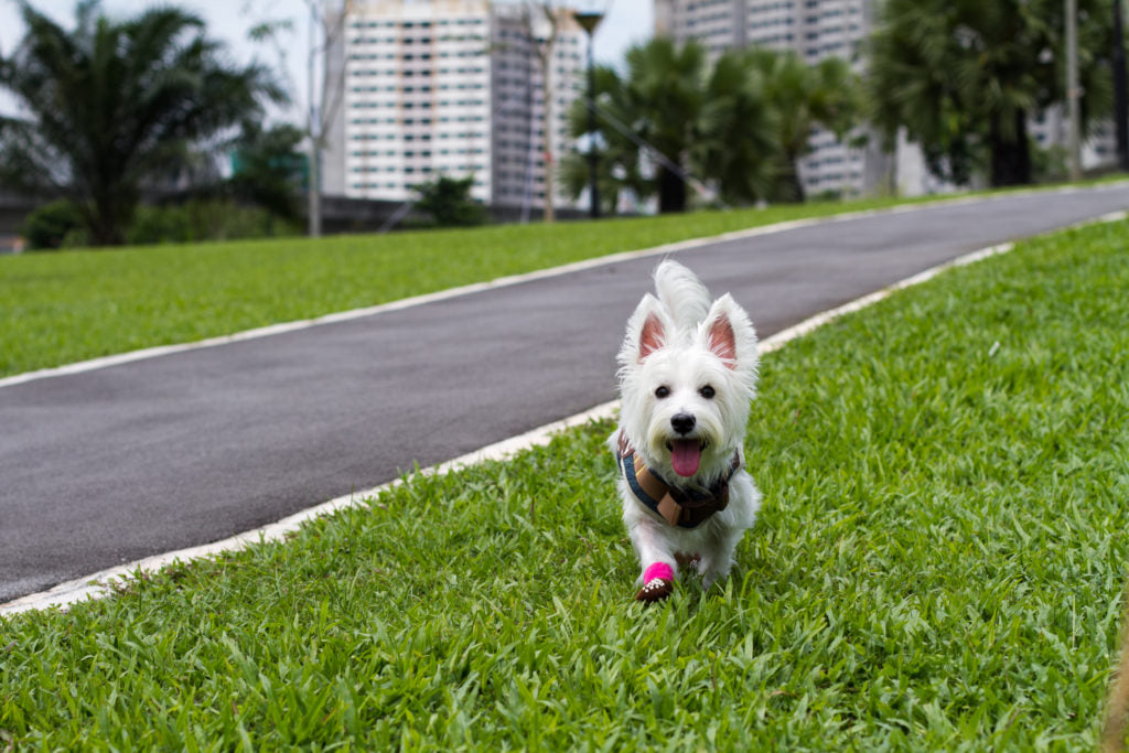 Dog-friendly Seng Kang Riverside Park | Vanillapup