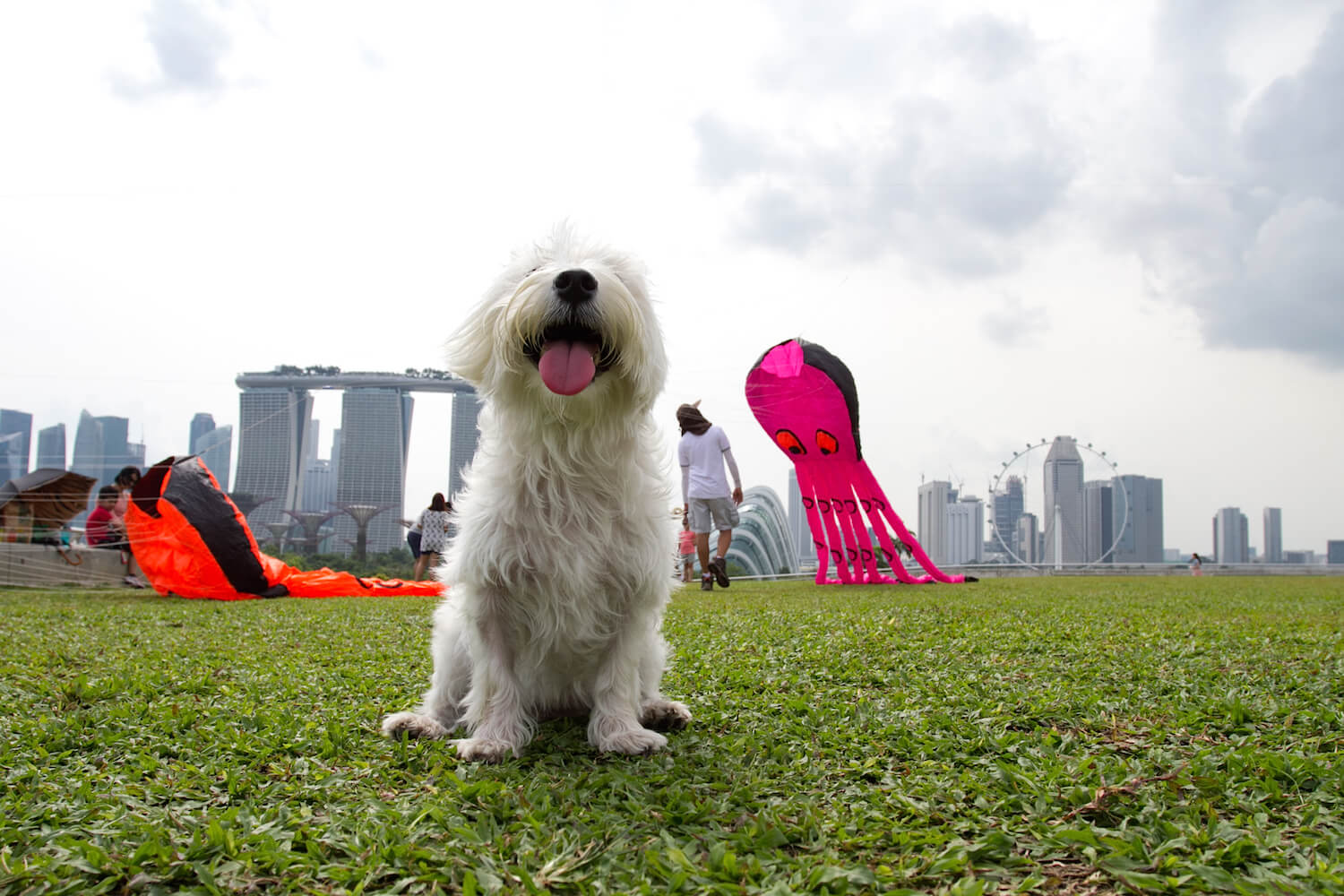 10 Dog Friendly Places To Bring Your Dog In Singapore