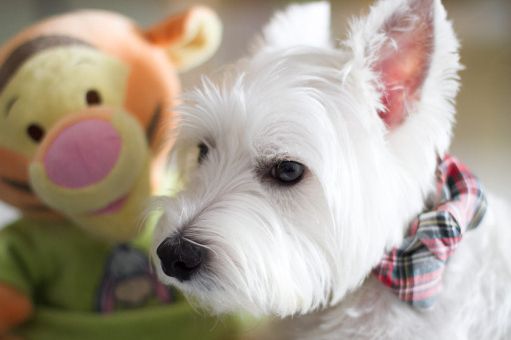 DIY: No Sew Dog Collar Bow Tie | Vanillapup