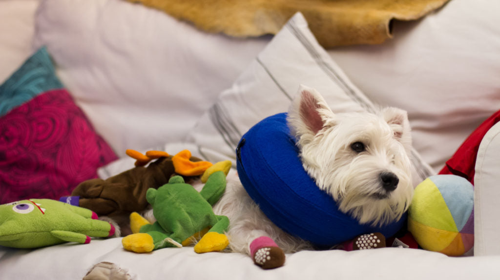 dog cloud collar