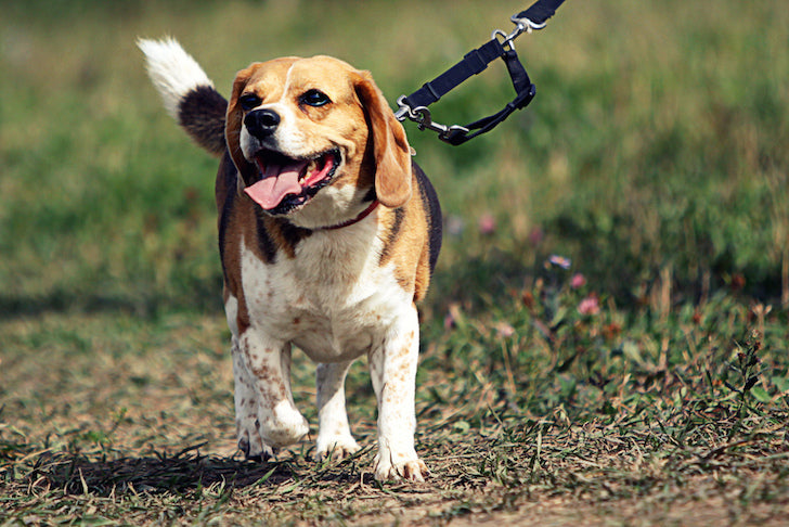Mastering the Walk How to Teach Polite Leash Walking