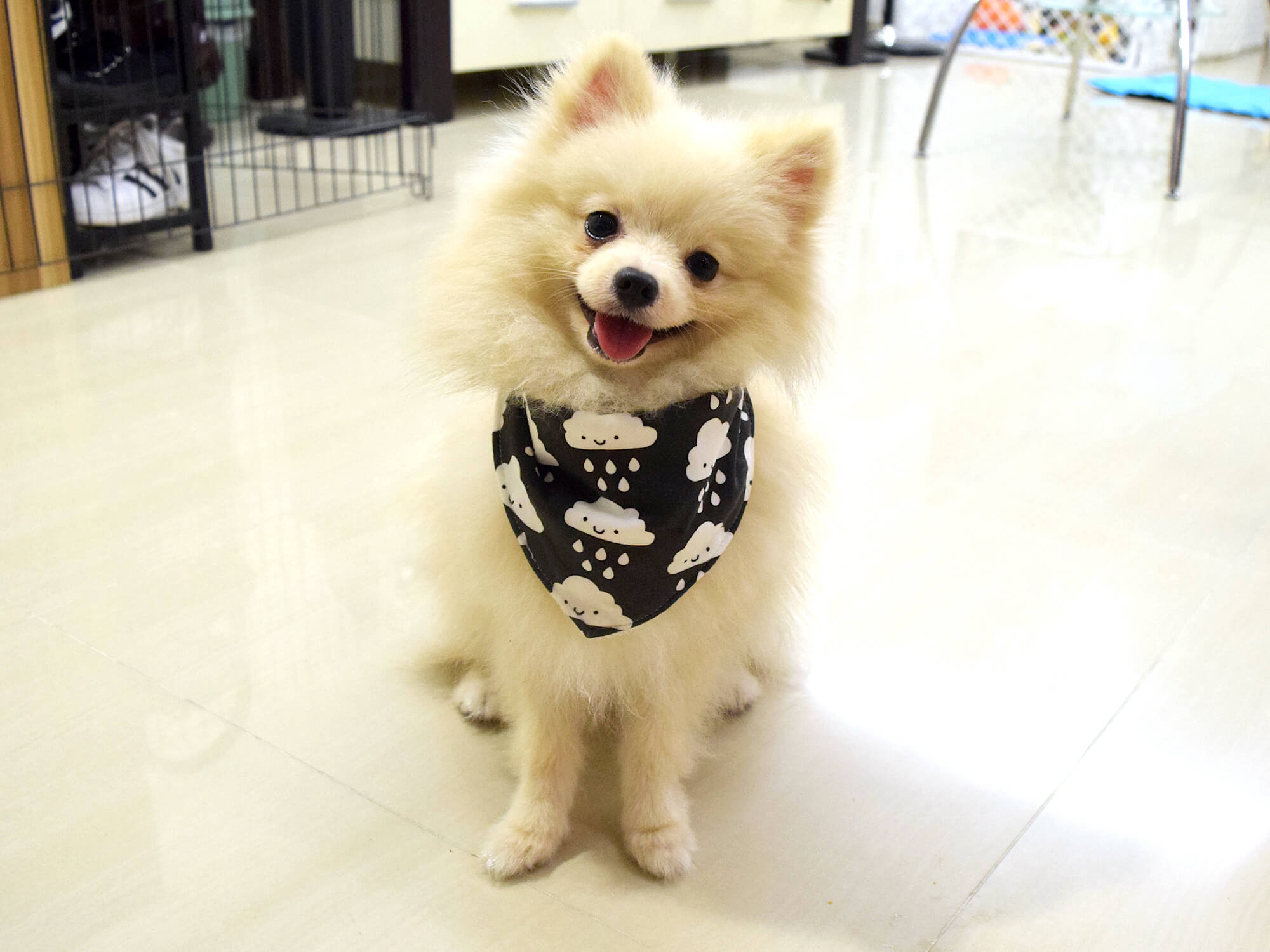 dog bandana singapore