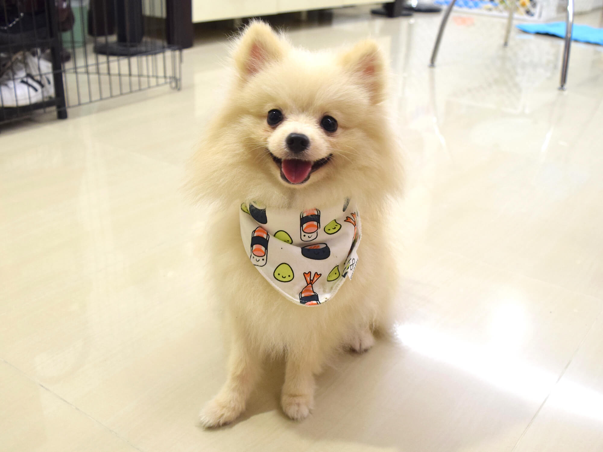 Obsessed with Pet Bandanas? Check Out 
