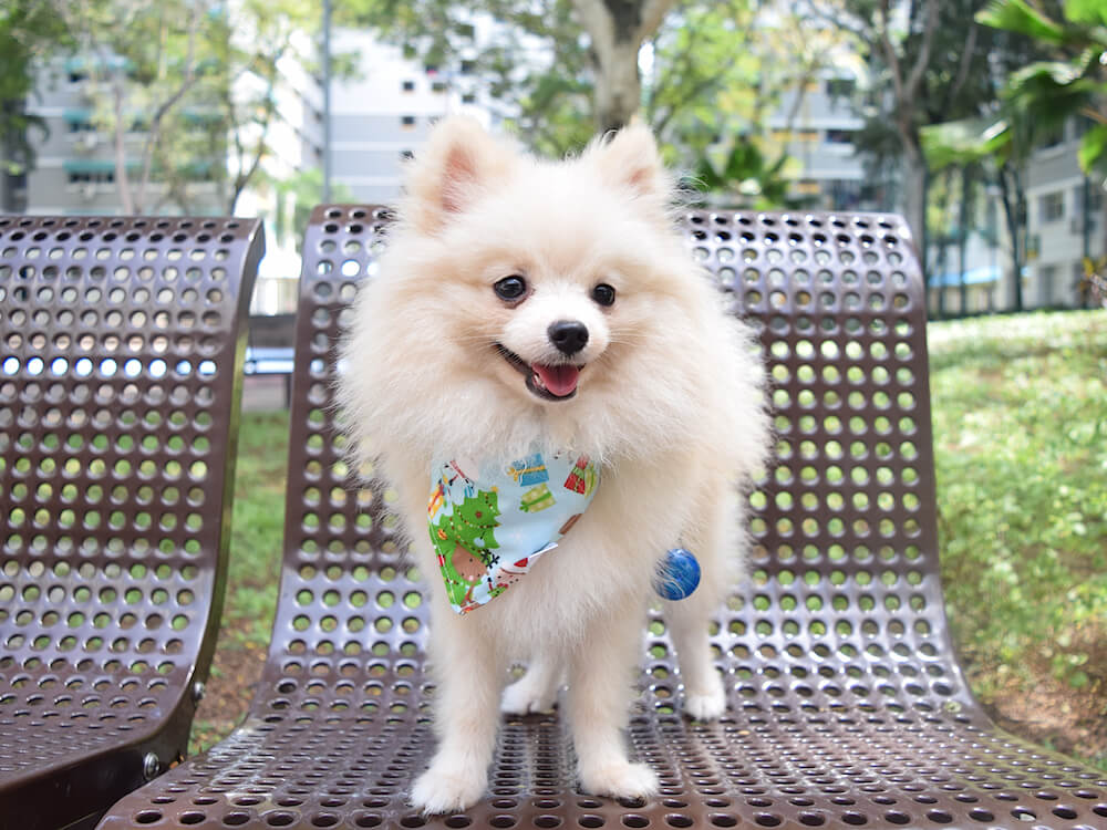 dog bandana singapore